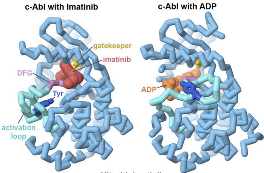 Imatinib blocks the ATP-binding site of the c-Abl kinase domain, stopping its action. Several regions in the kinase are important for its function and inhibition by imatinib, as seen in structures of the kinase with ADP (PDB ID <a href="https://www.rcsb.org/structure/2g2i">2g2i</a>) and with imatinib (PDB ID <a href="https://www.rcsb.org/structure/2hyy">2hyy</a>). The “activation loop” closes over the active site and controls access, and is regulated by a tyrosine that may be phosphorylated. The “gatekeeper” threonine, the “DFG Motif”, and several hydrogen bonding amino acids (not shown) are involved in specific interactions with imatinib, helping make the drug more selective. From the Molecule of the Month on <a href="https://pdb101.rcsb.org/motm/283">c-Abl Protein Kinase and Imatinib</a>.